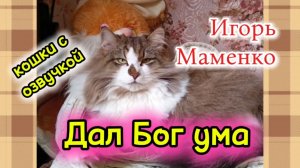 КОШКИ С ОЗВУЧКОЙ.