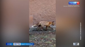 Вести Санкт-Петербург. Выпуск 08.35 от 24.11.2025