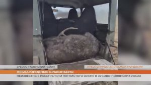 Неизвестные расстреляли пятнистого оленя в Зубово-Полянских лесах