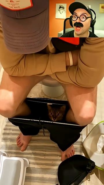 Котик не оставляет хозяина даже в туалете смотреть онлайн