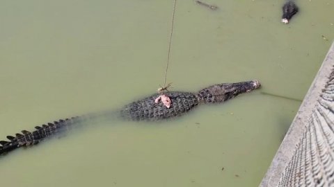 ОХОТА НА КРОКОДИЛОВ !