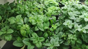 Как вырастить зимой шикарный куст петунии. Мой уход для роста и развития