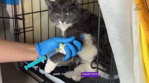 Чина приехала с раной на лапе, но выявились заболевания гораздо серьезнее.