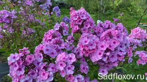 Красивый флокс Екатерина Гордеева, моей селекции