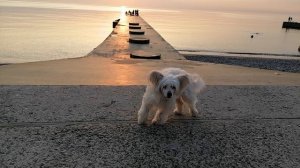 Дивноморское. Собачка.