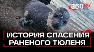 Экстренный случай в Териберке: раненый тюлень получил помощь и возвращен в море