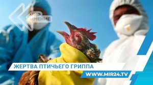 В США зарегистрировали второй смертельный случай заражения птичьим гриппом