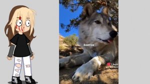 волка хочу...