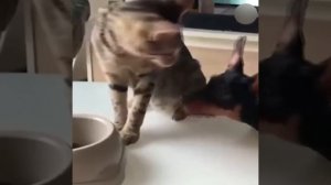 Видео от МЯУтаверс – как метавселенная, но с котами