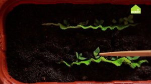 Как размножать бесстебельные растения. Советы цветоводам от Ольги Платоновой