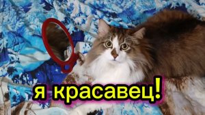 Кошки с озвучкой.