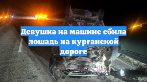 Девушка на машине сбила лошадь на курганской дороге