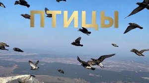 Птицы сл. Якушев Н. В. Муз. Suno. Фото Giga Chat. Max.