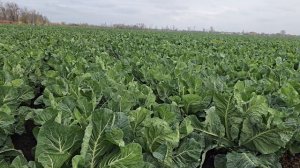 Начало уборки цветной капусты Овиндоли F1, Краснодарский край, ноябрь 2025 год.