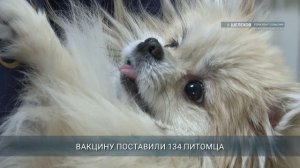 Более 240 домашних животных прошли диспансеризацию в Шелехове