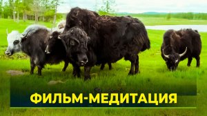 В "Ямал-Медиа" премьера фильма "Говорящий с природой"