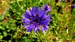 Июнь. Василёк