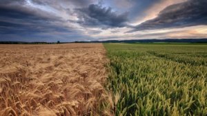 Сергей Есенин. Я усталым таким еще не был. Читает Анатолий Алымов