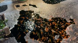 Карпы кои и растения.Быстрый итог.