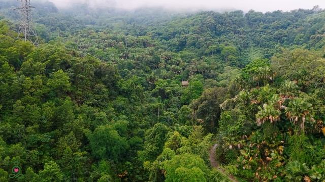 Успокаивающая, расслабляющая музыка с умиротворяющим пением птиц 🌿 восстанавливает нервную систему