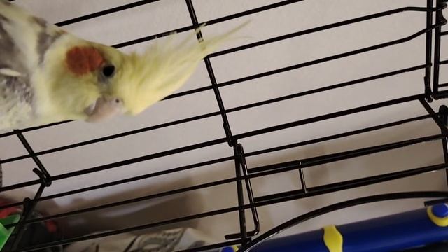 весёлые попугайчики. в клеточка серия 1.