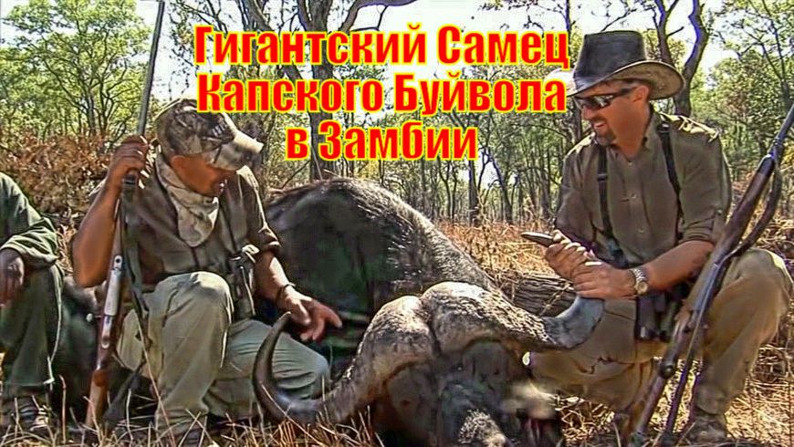 Гигантский Самец Капского Буйвола в Замбии