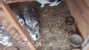 Милота, Любимки.