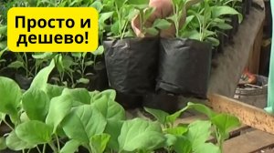 СТАКАНЧИКИ ДЛЯ РАССАДЫ-ДЁШЕВО, БЫСТРО И ЛЕГКО!