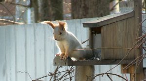 А СНЕГ НЕ ИДЕТ