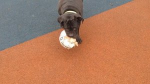 Кане Корсо и мяч.