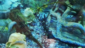 В город на зиму.