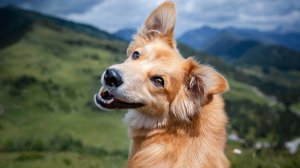 Roblox с комментариями ,выживание  Рэкса