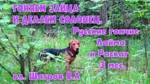 ГОНЯЕМ ЗАЙЦА И ДЕЛАЕМ СОЛОНЕЦ. Русские гончие Лайма и Раскат 3 мес. вл.Шатров В.А.#охота#топ#hunti