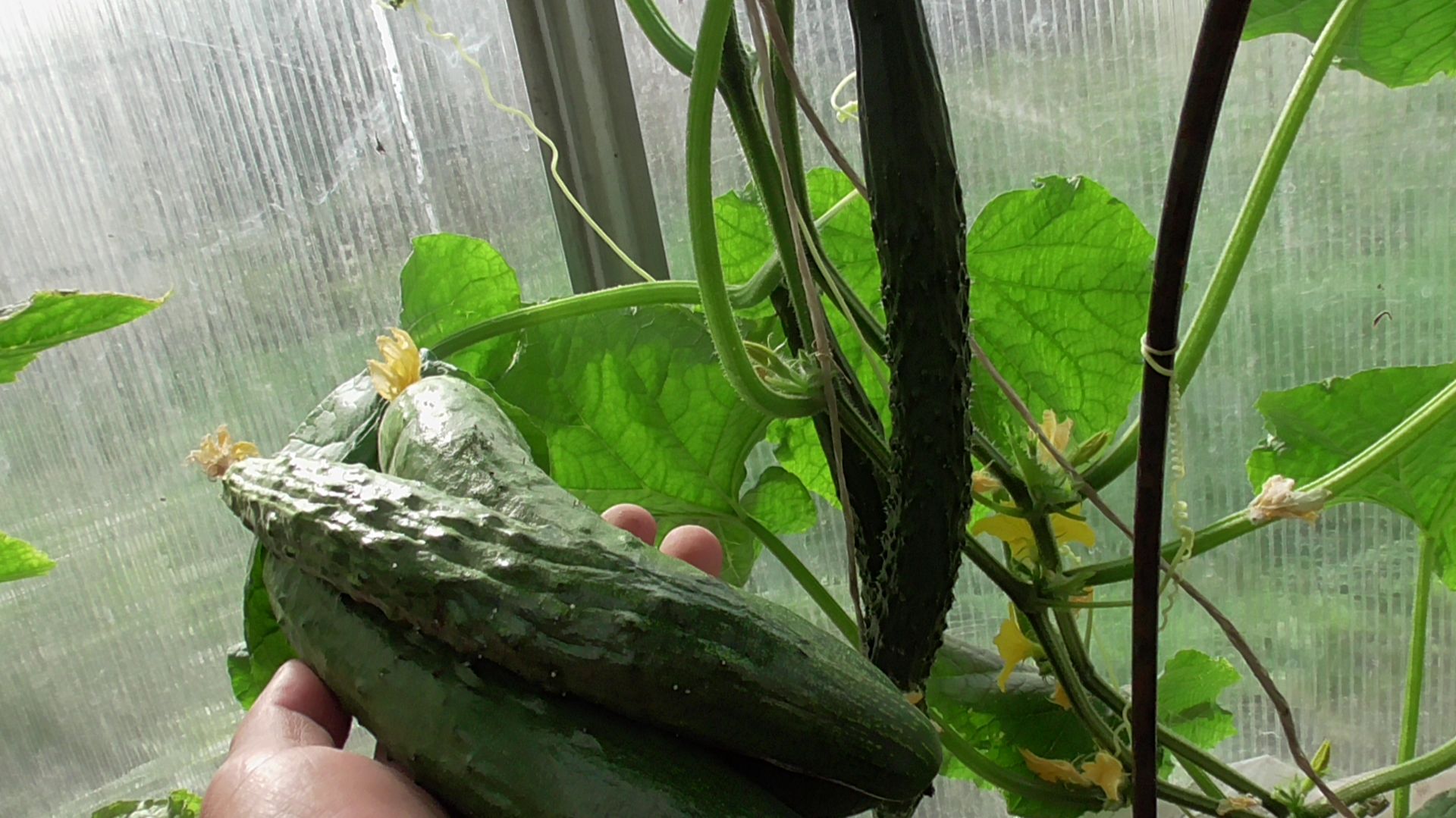 Огурцы. Отвечаю на вопрос зрителей.