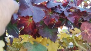 ОСЕНЬ НА ВИНОГРАДНИКЕ!!!🍇🍇🍇 Telegram, WhatsApp и Vlber +79528400417. ТЕЛ. +79054033245.