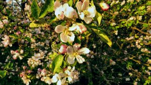 Яблони зацветают