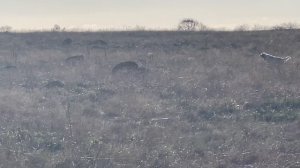 Федора. 25.11.25