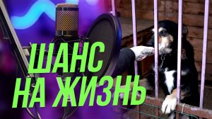 Не купить, а спасти: реальные истории собак, которые ищут шанс | Подкаст на ОТС — 25 ноября