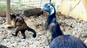 Опасные обезьяны! Солоха смешно побежала с дитём на спине и пакетом в руках! Всех напугали страусы?