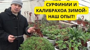 КАК СОХРАНИТЬ СУРФИНИИ И КАЛИБРАХОА ЗИМОЙ-НАШ ОПЫТ.