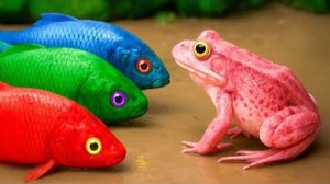 Злой осьминог заманивает в ловушку крабов и рыбок Кои | Грязевые животные останавливают движение