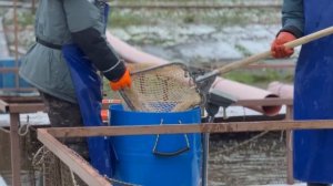 Запуск форели