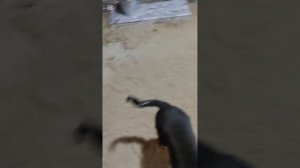 Тайсон и Маша постепенно поправляются в весе