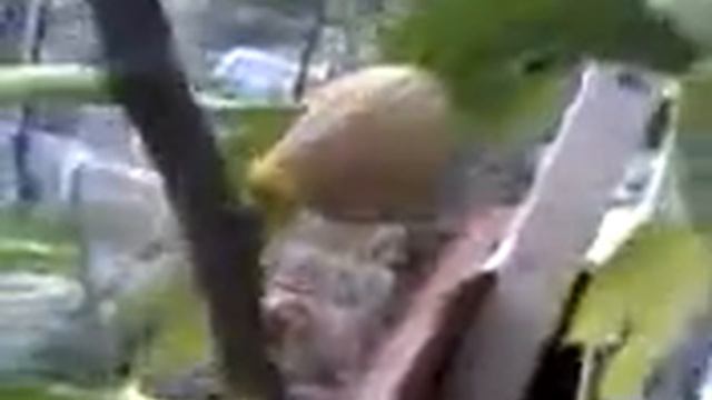 Инжир Далматский в Крыму .