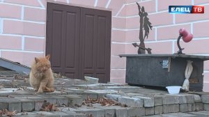 История одного кота: как рыжий Борисыч нашёл себе дом