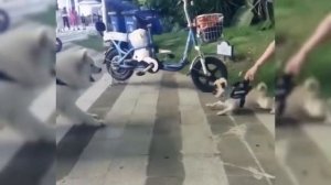 Китайские приколы видео / Asia By Sun / Эпизод 11