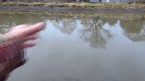 25 ноября 2025 года. Ловля предзимней рыбки на реке Десне, В проводку!