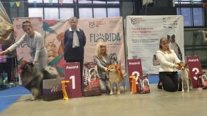 22.11.2025, СПб. Клуб "Каскад" (РКФ, РФЛС). Выставка собак CAC 5 группы FCI