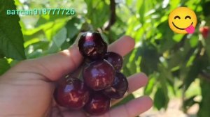 🍒 Ниҳоли гелоси пешпаз — сифати аъло бо кафолати 100%!
Агар барои боғи худ гелоси боэътимод, серҳос