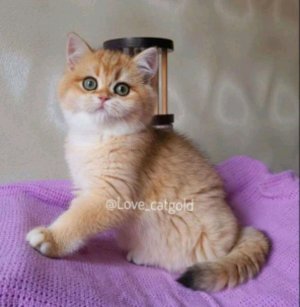 нез зачем включила трансляцию 😃